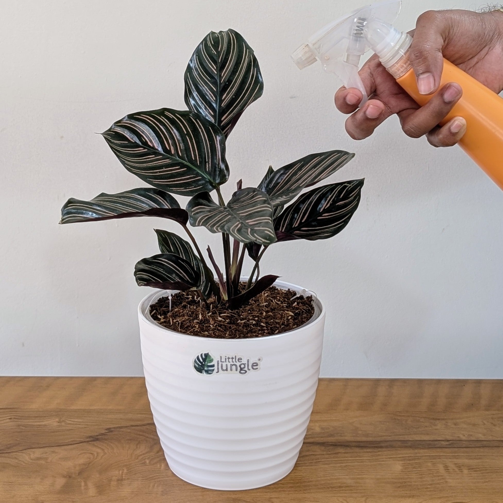Calathea Ornata, with 5.5 Inches White Decor Pot