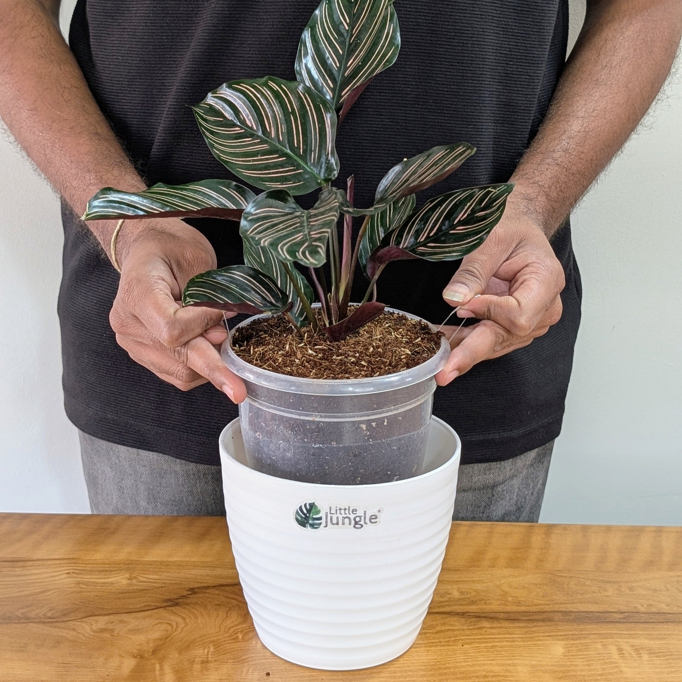 Calathea Ornata, with 5.5 Inches White Decor Pot