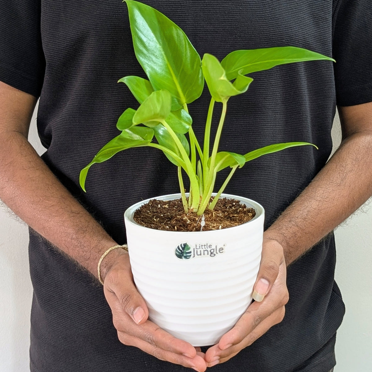Philodendrons Giganteum, with 5.5 inches white decor plant