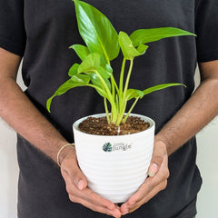 Philodendrons Giganteum, with 5.5 inches white decor plant