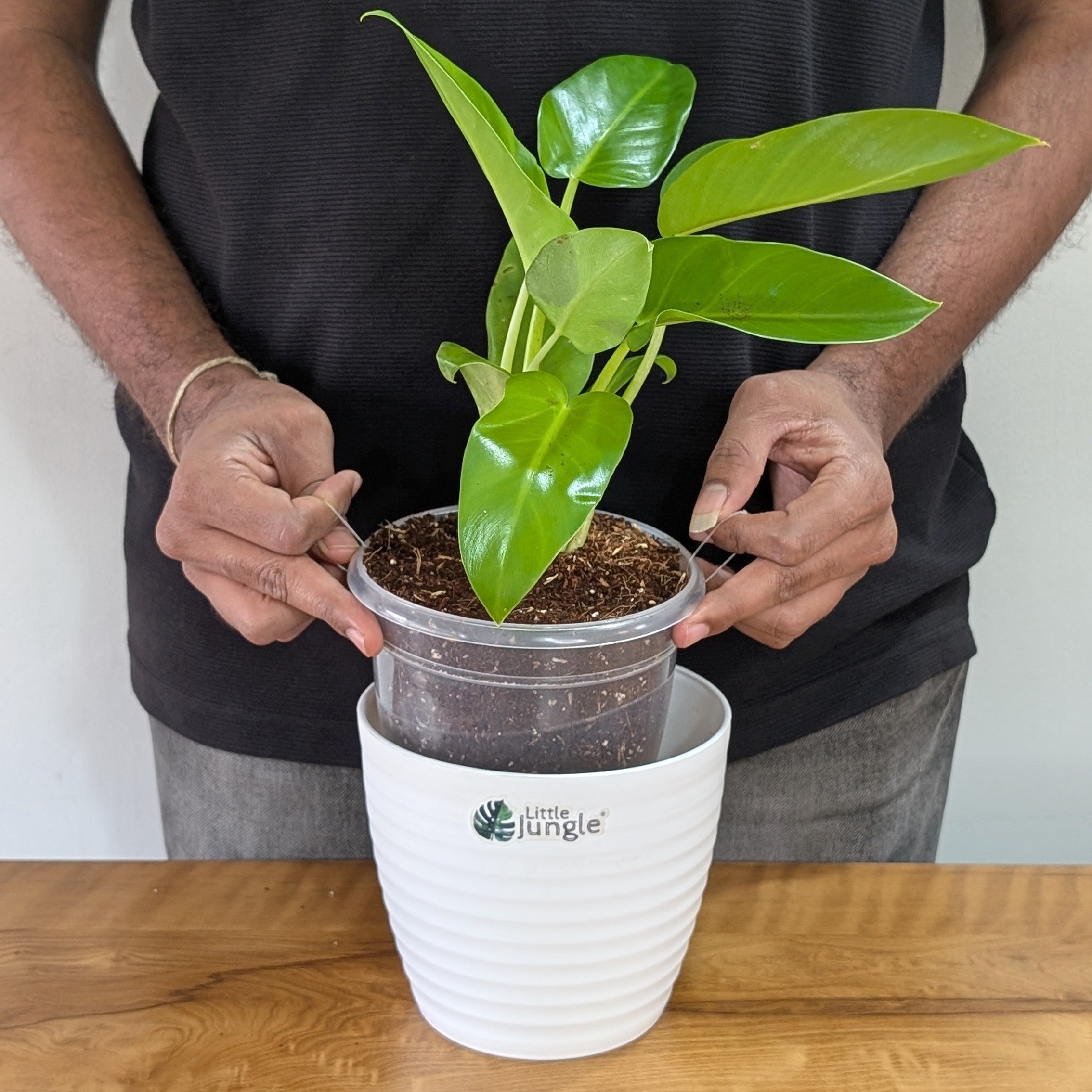Philodendrons Giganteum, with 5.5 inches white decor plant
