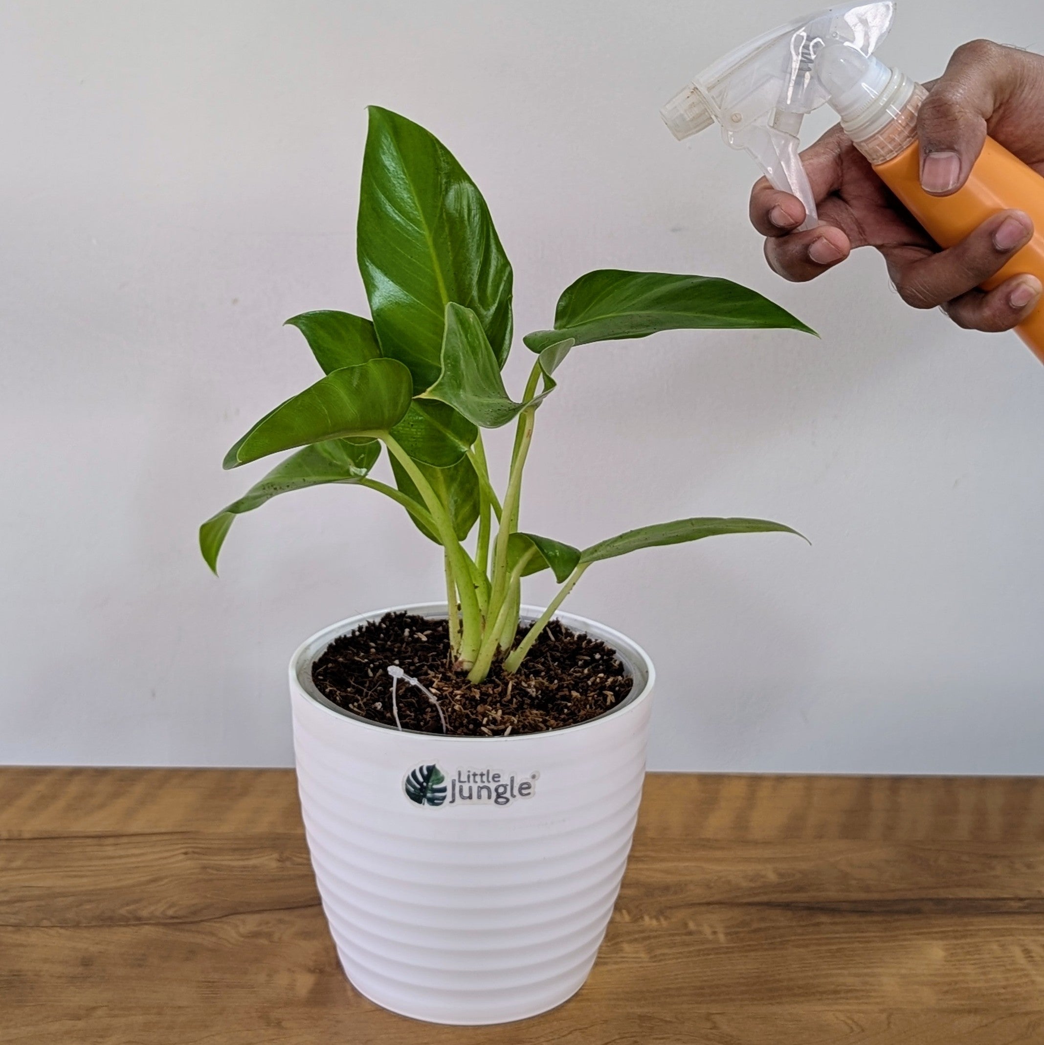 Philodendrons Giganteum, with 5.5 inches white decor plant