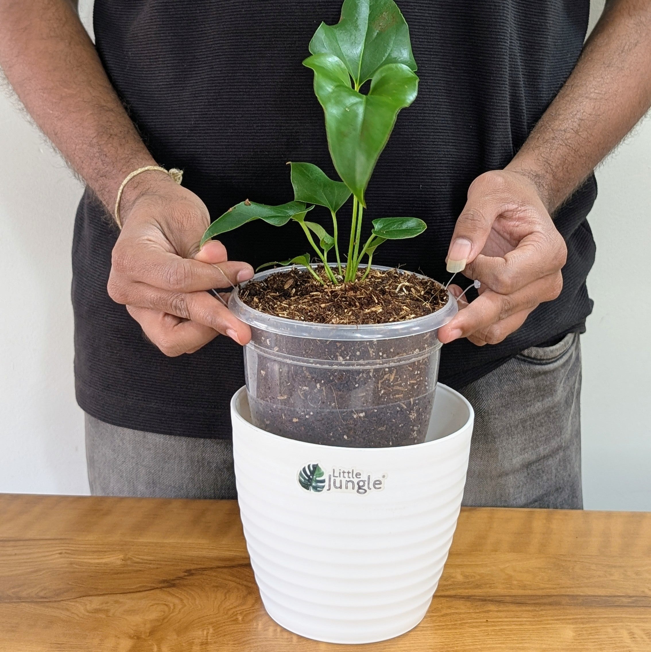 Anthurium Brownii, with 5.5 Inches White Decor Pot