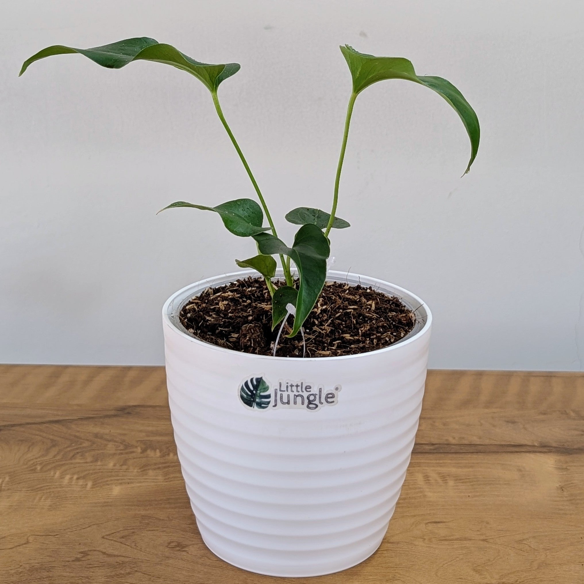 Anthurium Brownii, with 5.5 Inches White Decor Pot