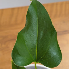 Anthurium Brownii, with 5.5 Inches White Decor Pot