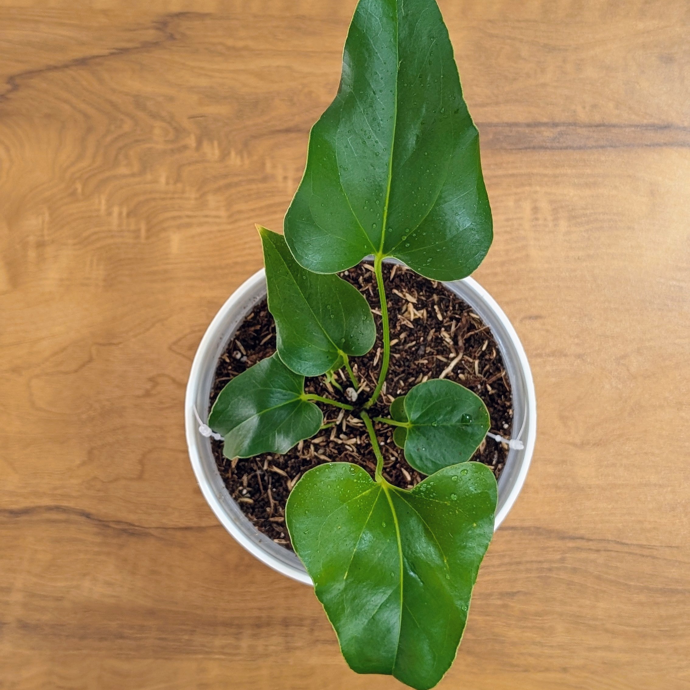 Anthurium Brownii, with 5.5 Inches White Decor Pot