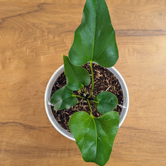 Anthurium Brownii, with 5.5 Inches White Decor Pot