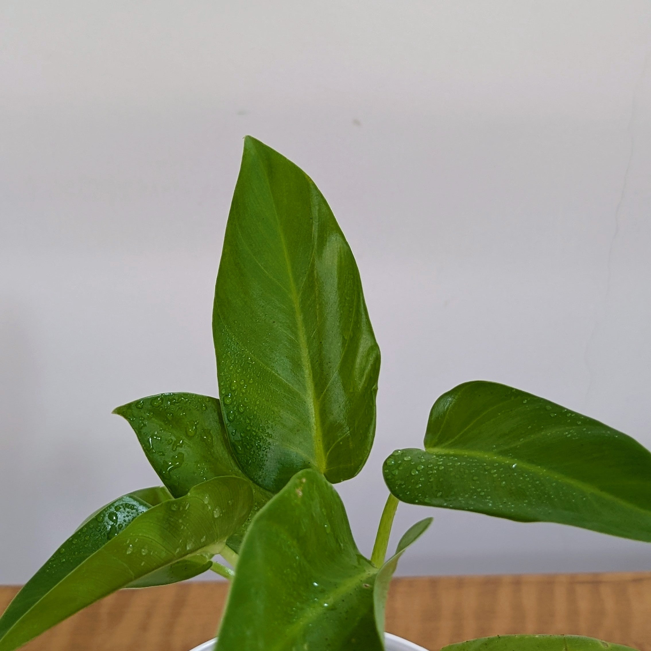 Philodendrons Giganteum, with 5.5 inches white decor plant