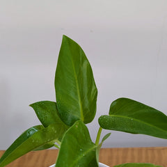 Philodendrons Giganteum, with 5.5 inches white decor plant