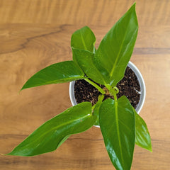 Philodendrons Giganteum, with 5.5 inches white decor plant