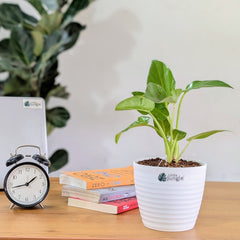 Philodendrons Giganteum, with 5.5 inches white decor plant