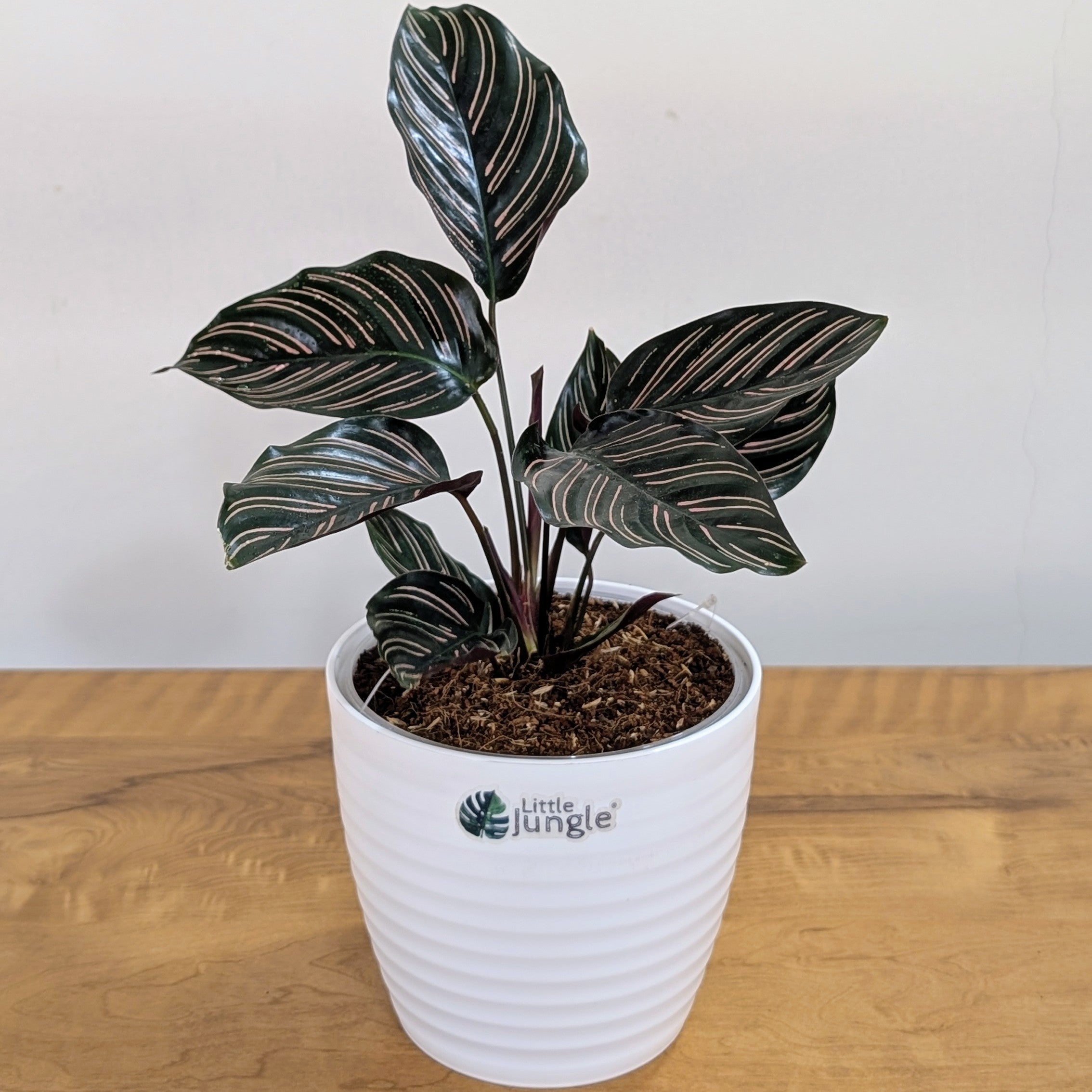 Calathea Ornata, with 5.5 Inches White Decor Pot