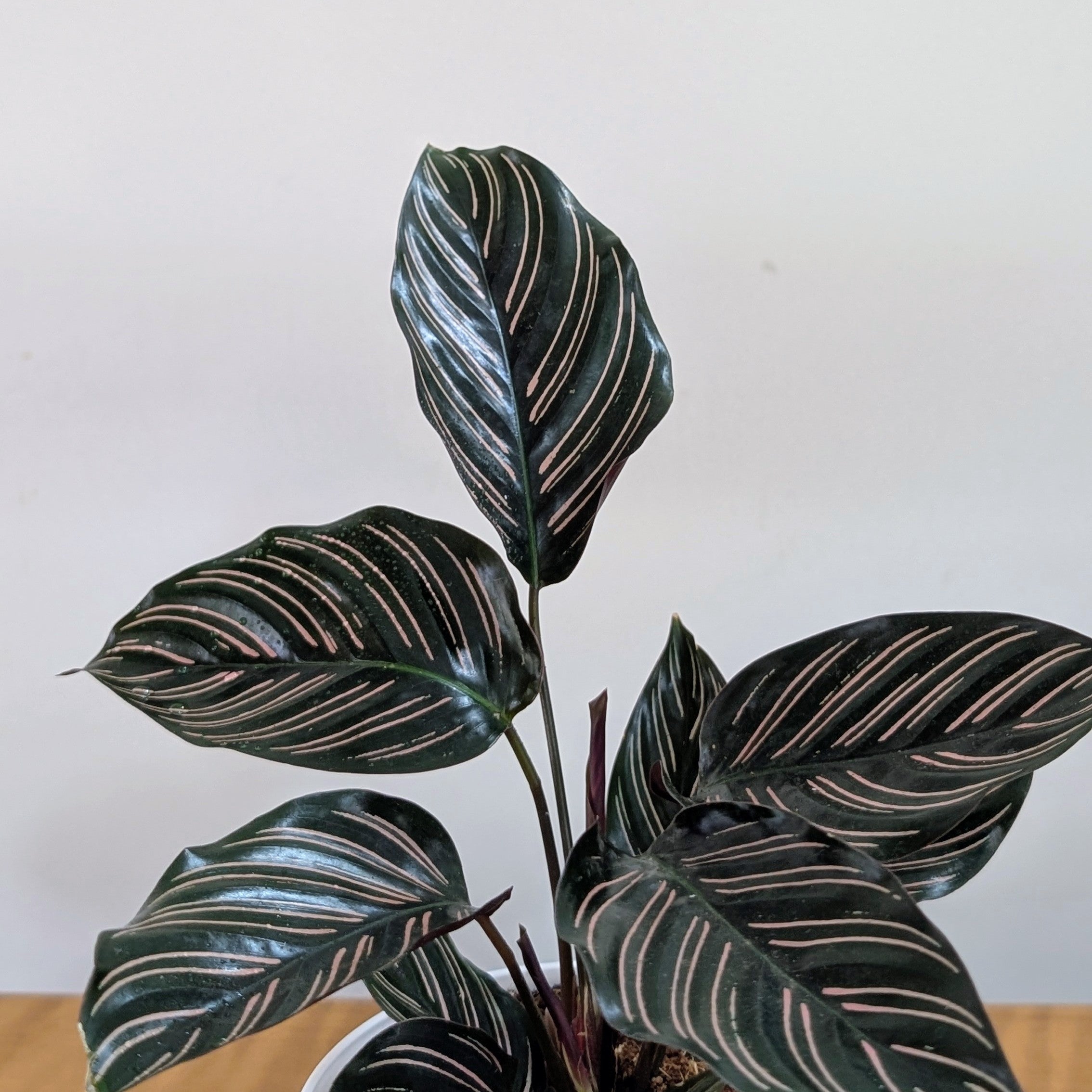 Calathea Ornata, with 5.5 Inches White Decor Pot