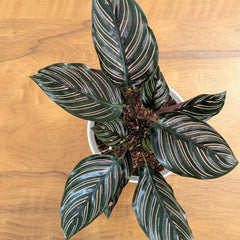 Calathea Ornata, with 5.5 Inches White Decor Pot