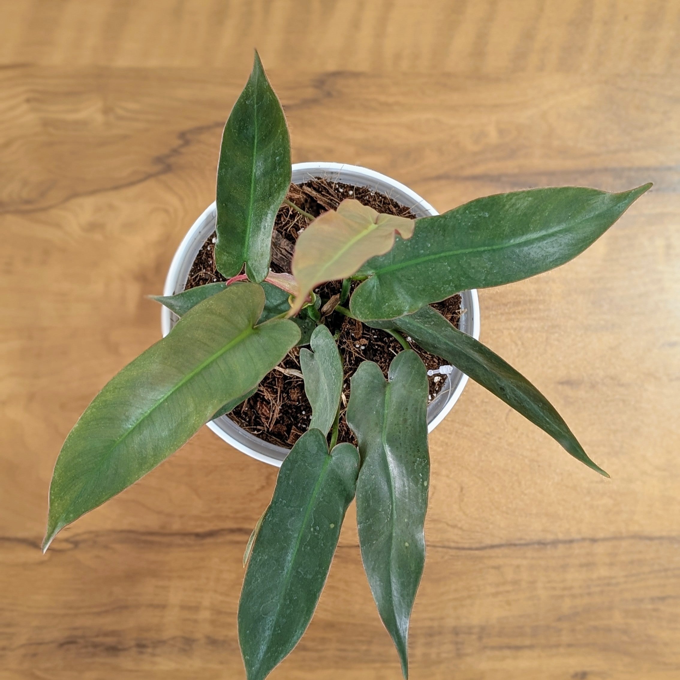 Philodendron Atabapoense, with 5.5 inches white decor plant