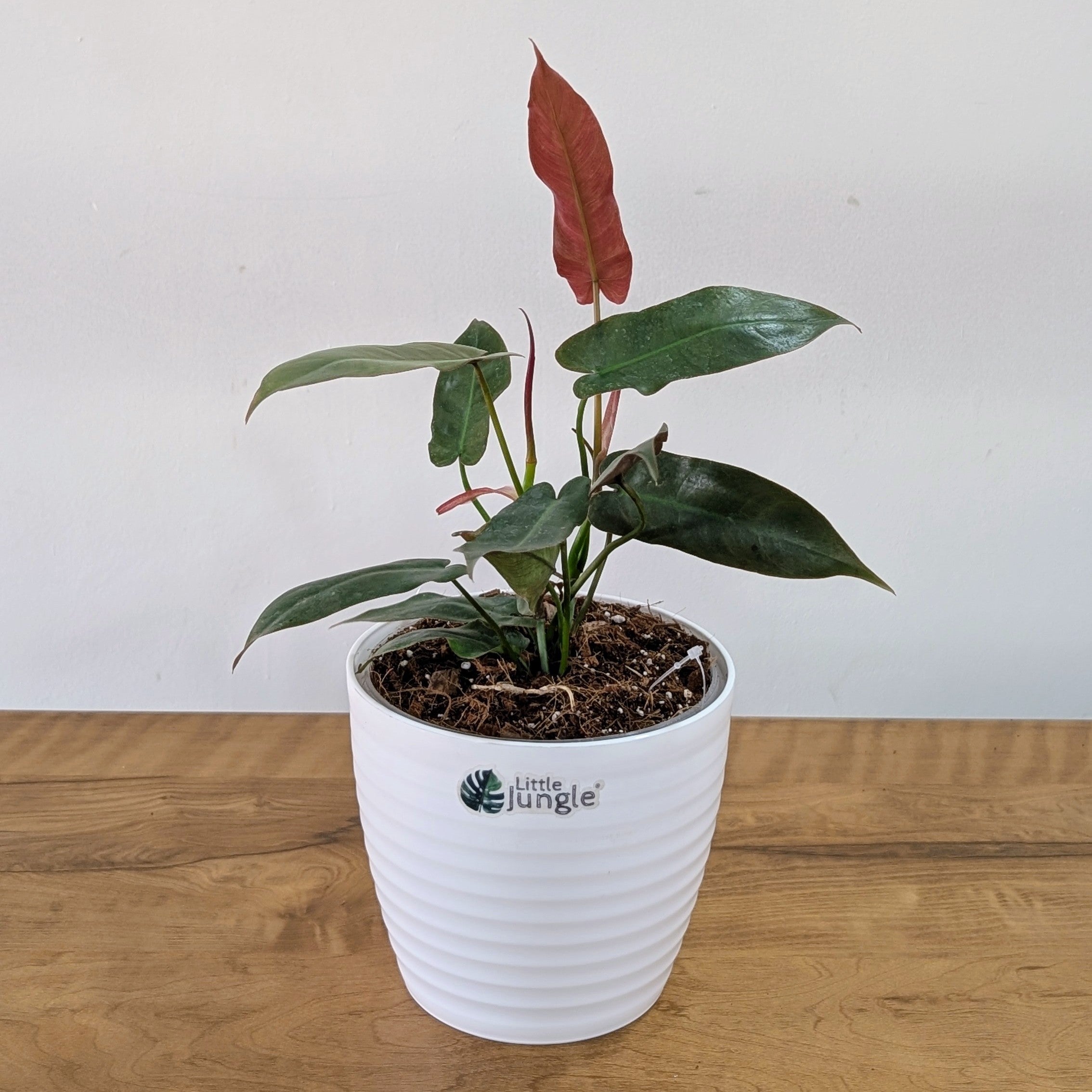 Philodendron Atabapoense, with 5.5 inches white decor plant