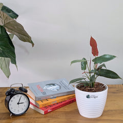 Philodendron Atabapoense, with 5.5 inches white decor plant