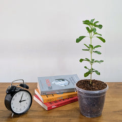Tulasi Plant