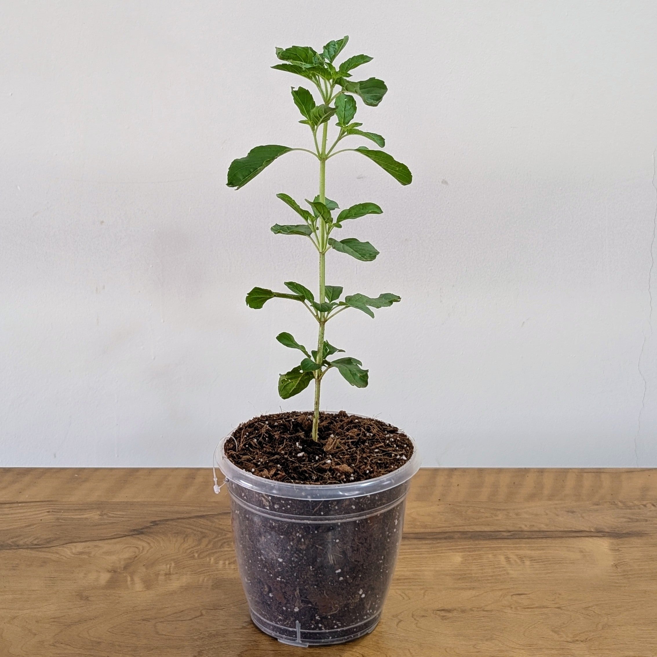 Tulasi Plant