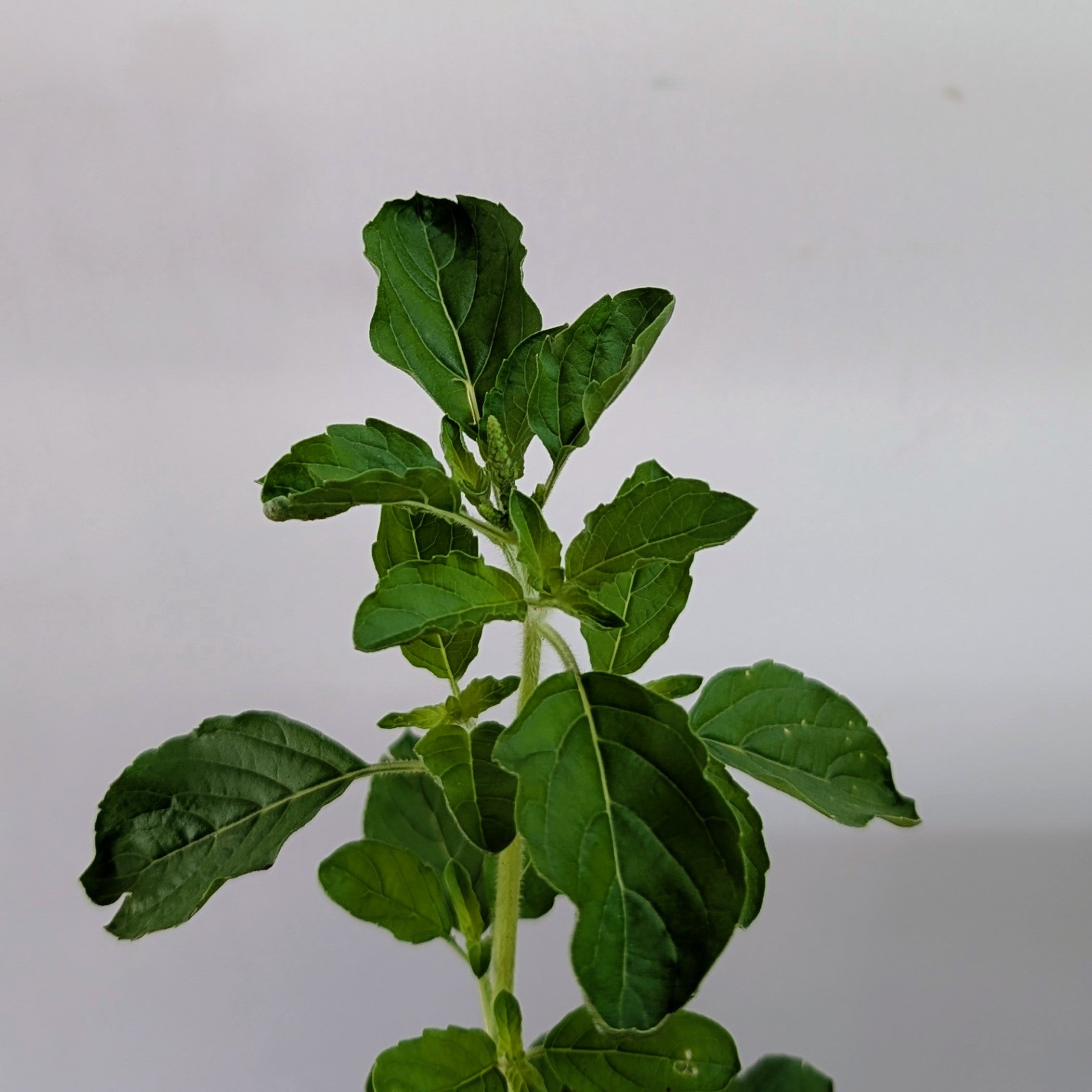 Tulasi Plant