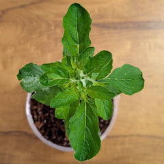 Tulasi Plant