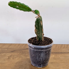 Dragon Fruit Red Plant