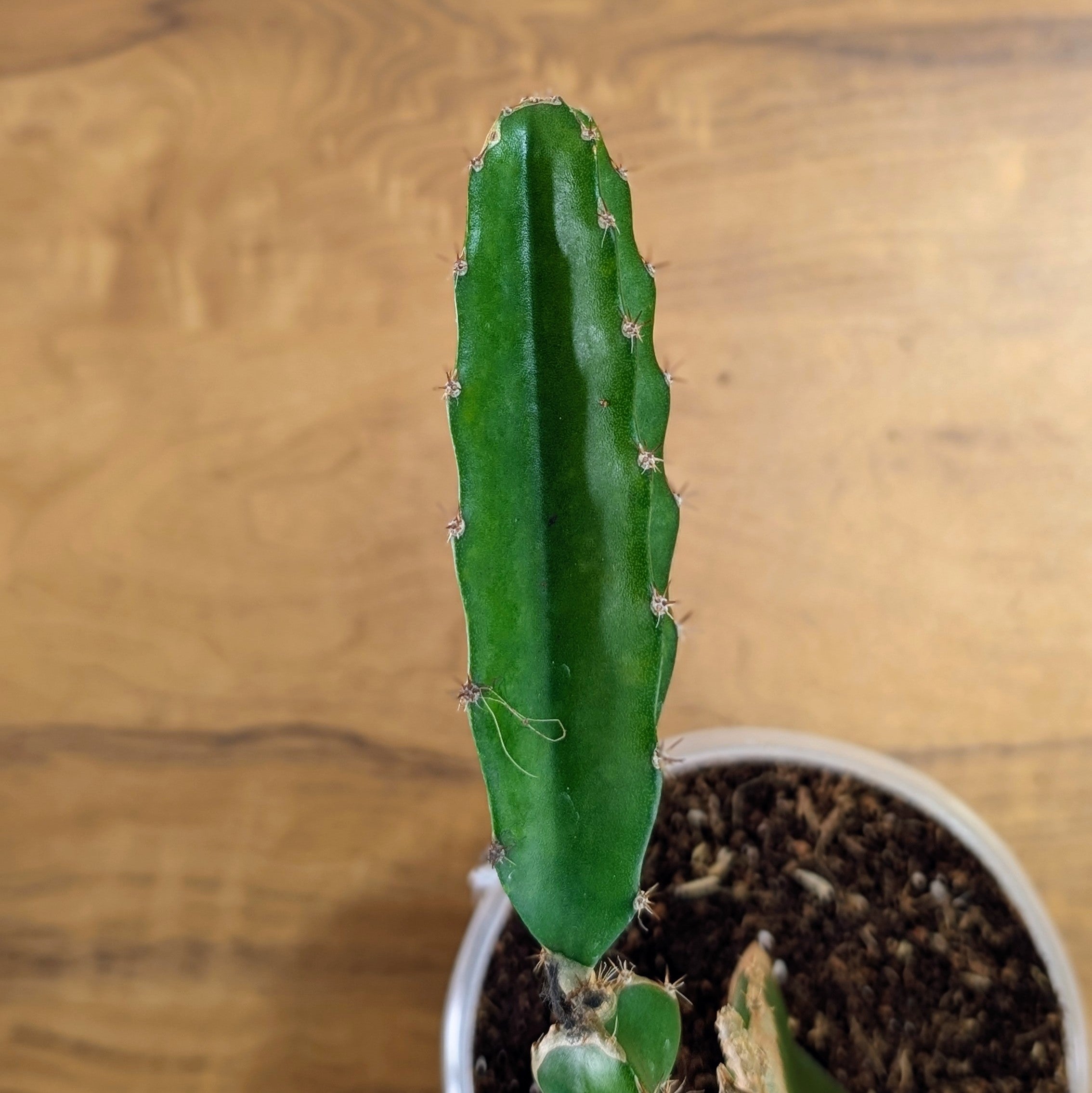 Dragon Fruit Red Plant