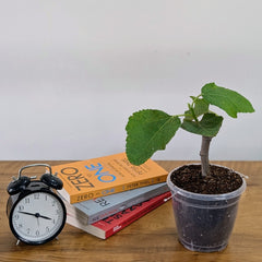 Fig Plant