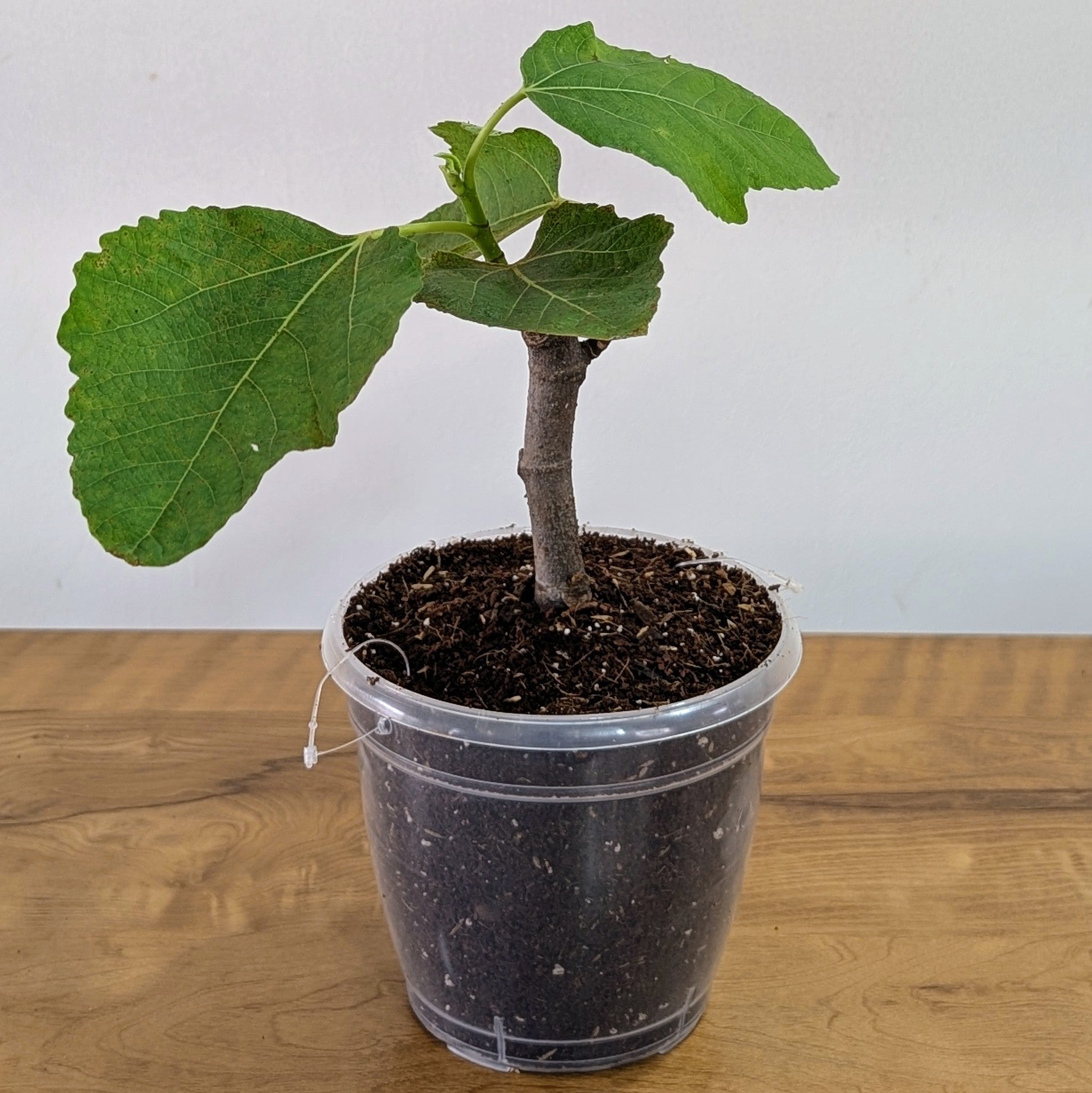 Fig Plant