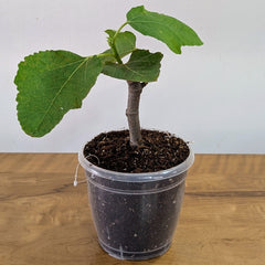 Fig Plant