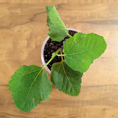 Fig Plant