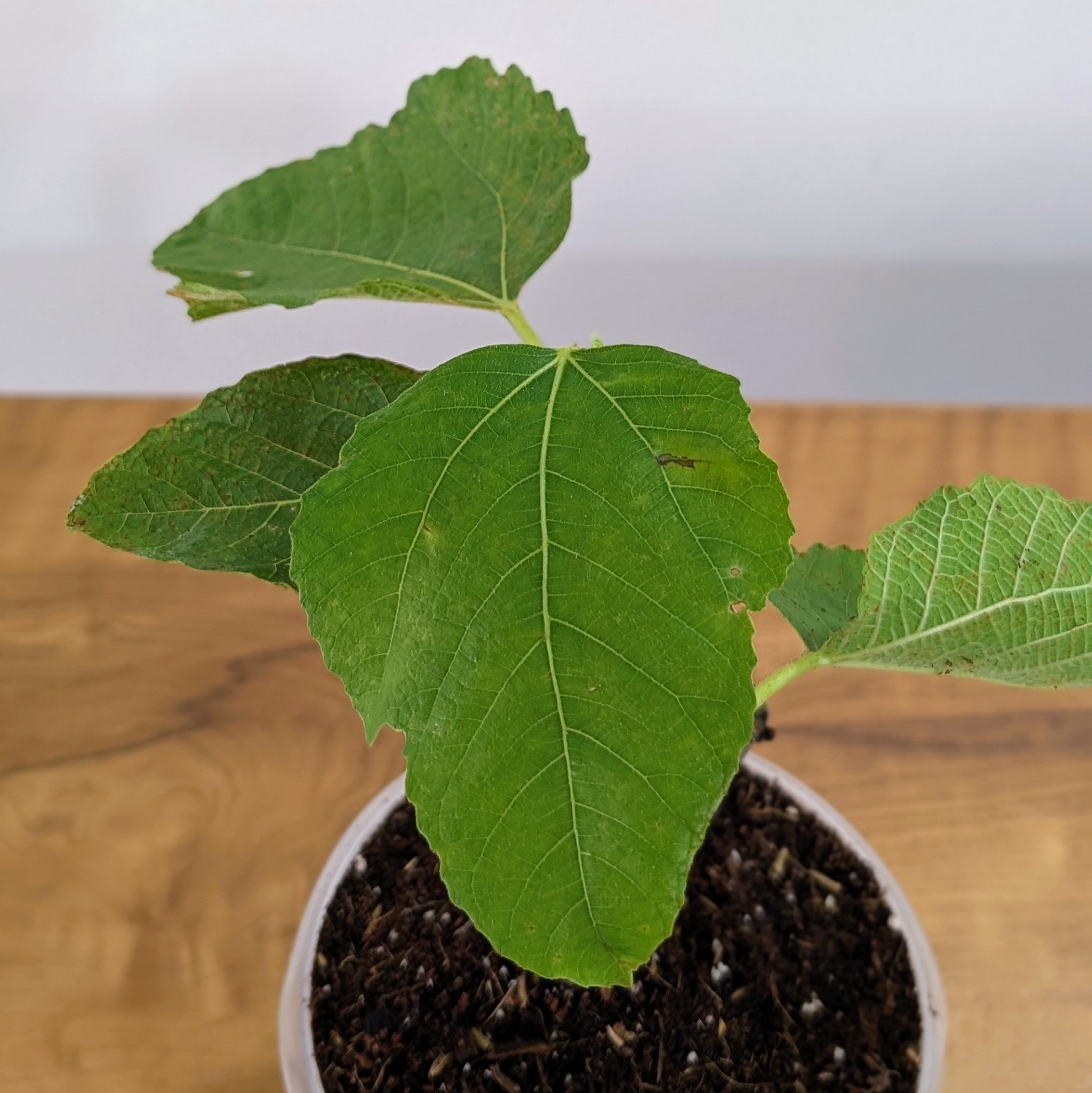 Fig Plant