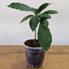 Avocado Plant