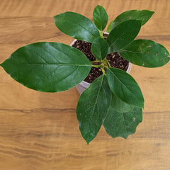 Avocado Plant
