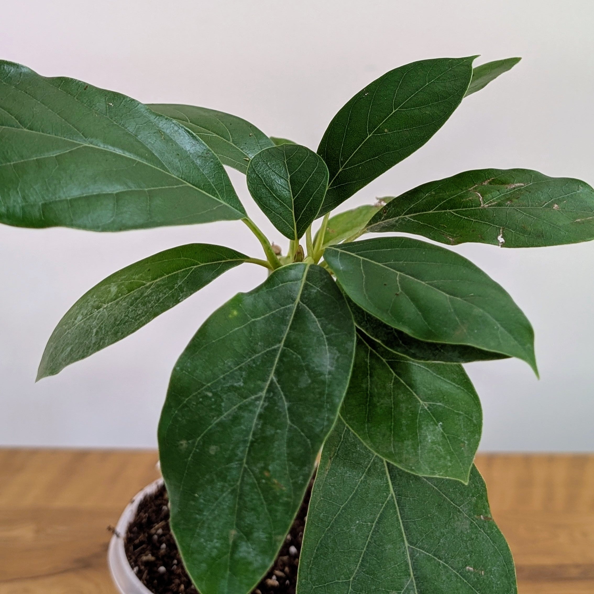 Avocado Plant