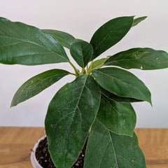 Avocado Plant