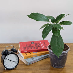 Avocado Plant