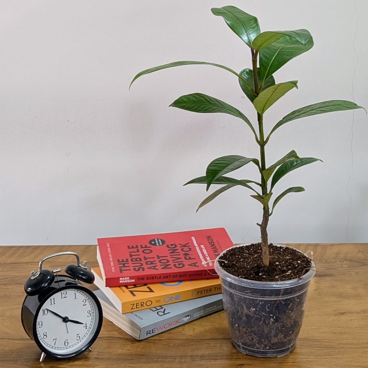 Mangosteen Plant