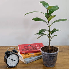Mangosteen Plant