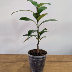 Mangosteen Plant