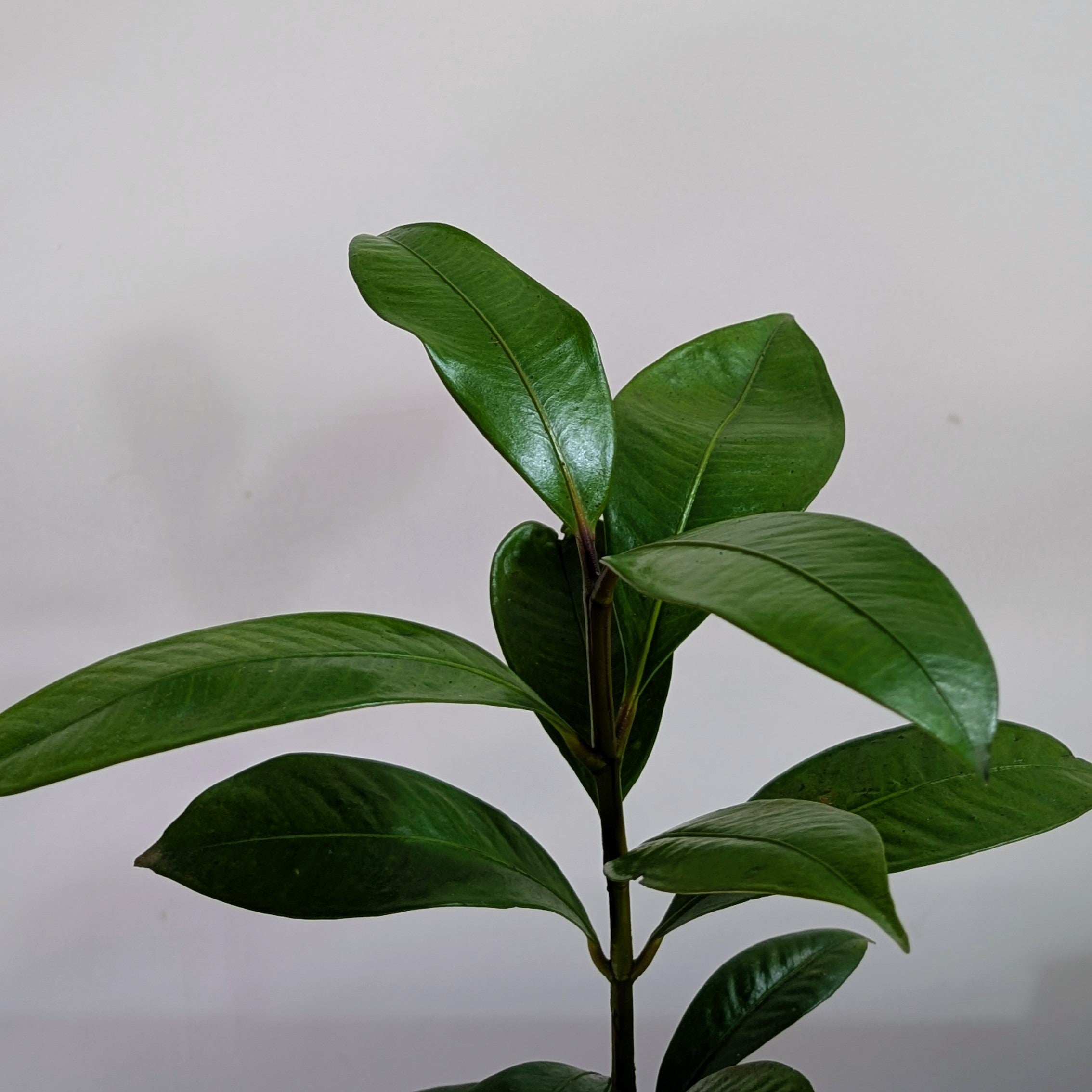 Mangosteen Plant