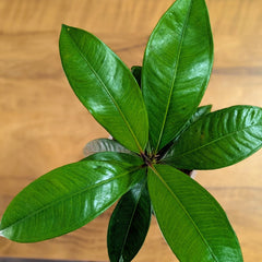 Mangosteen Plant