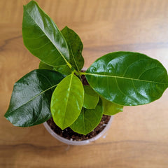 Vietnam Super Early Jackfruit Plant