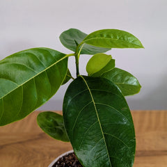 Vietnam Super Early Jackfruit Plant