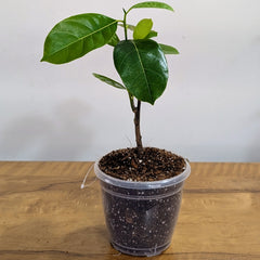 Vietnam Super Early Jackfruit Plant