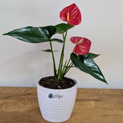 Anthurium Red, with 5.5 inches white decor plant