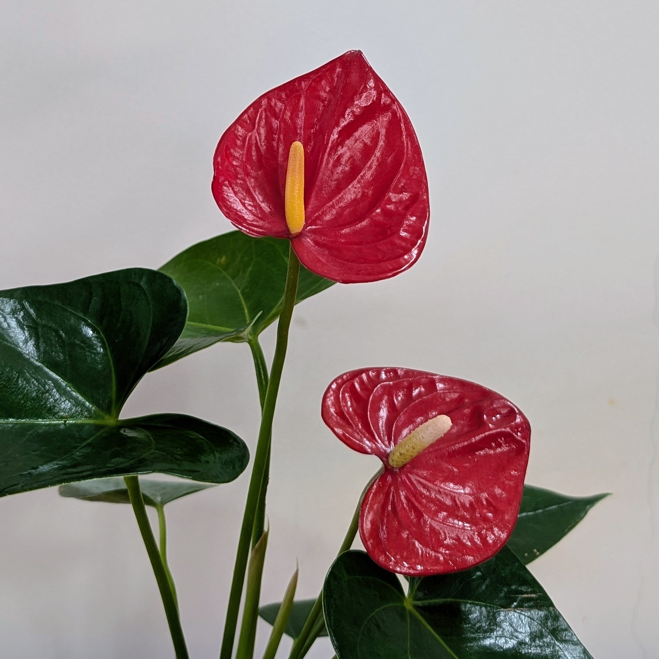 Anthurium Red, with 5.5 inches white decor plant