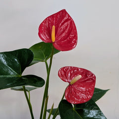 Anthurium Red, with 5.5 inches white decor plant