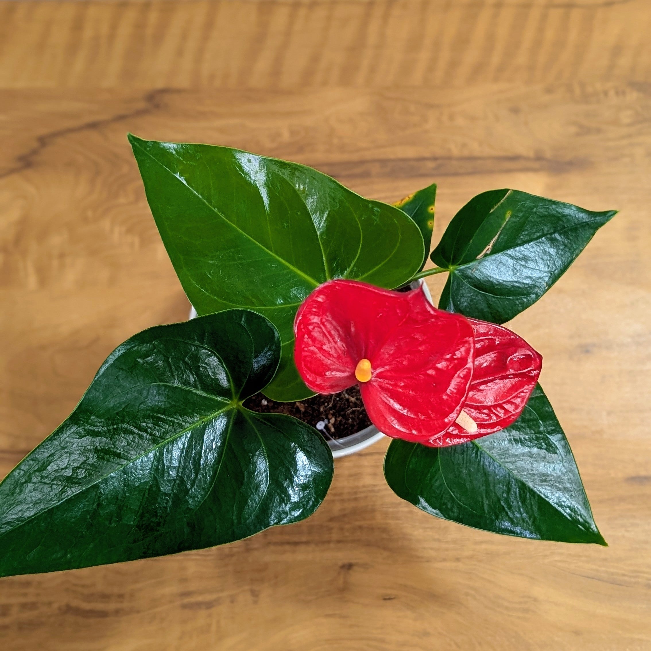 Anthurium Red, with 5.5 inches white decor plant