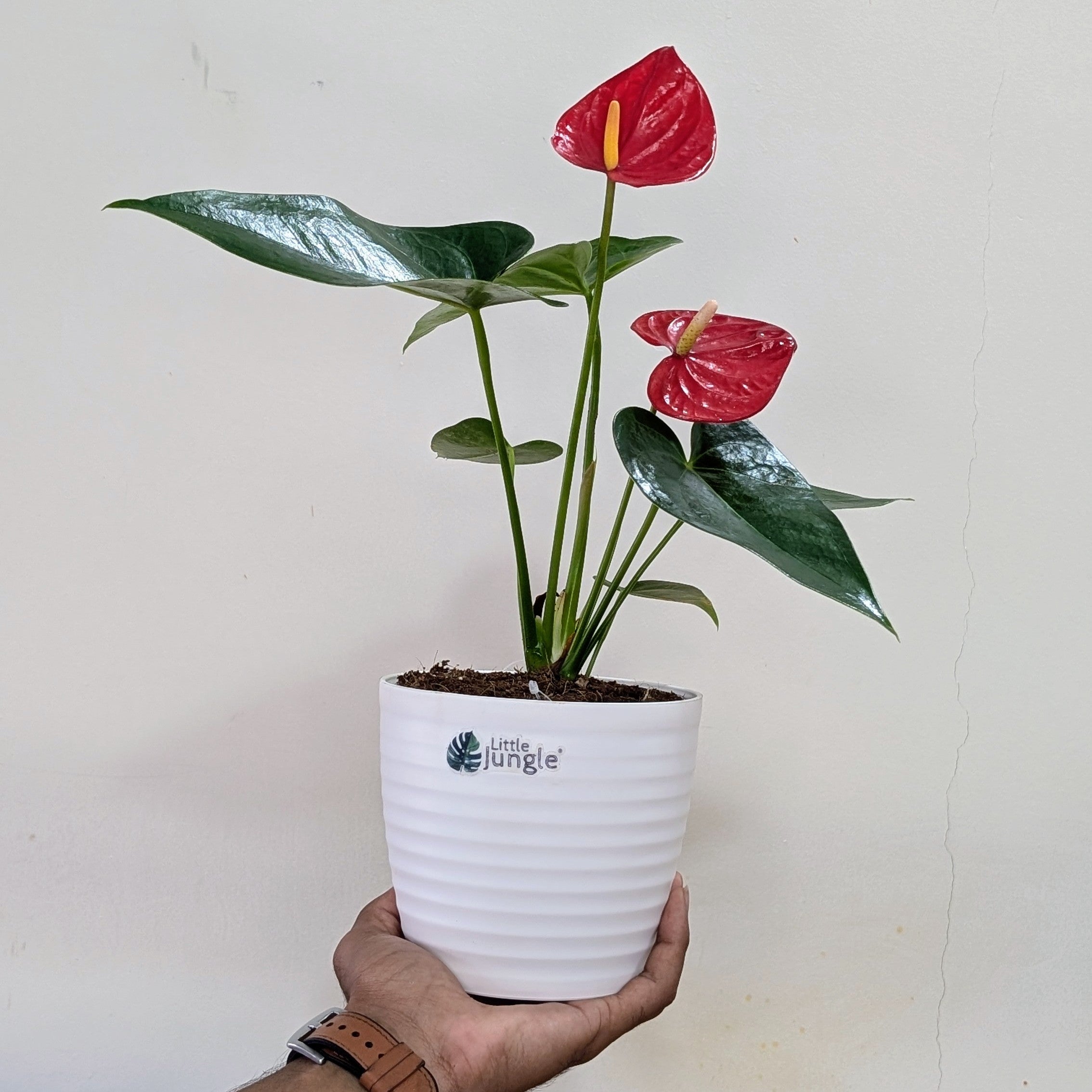 Anthurium Red, with 5.5 inches white decor plant